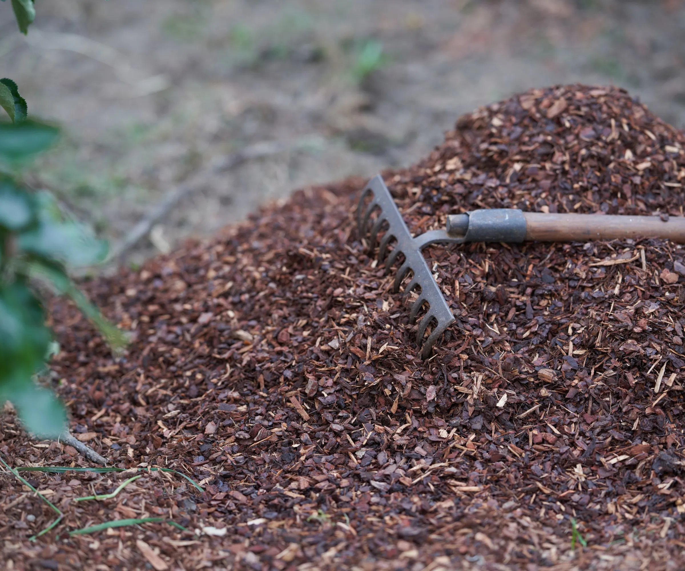 Mulching med rødt furu trebark.' loading='lazy' title=