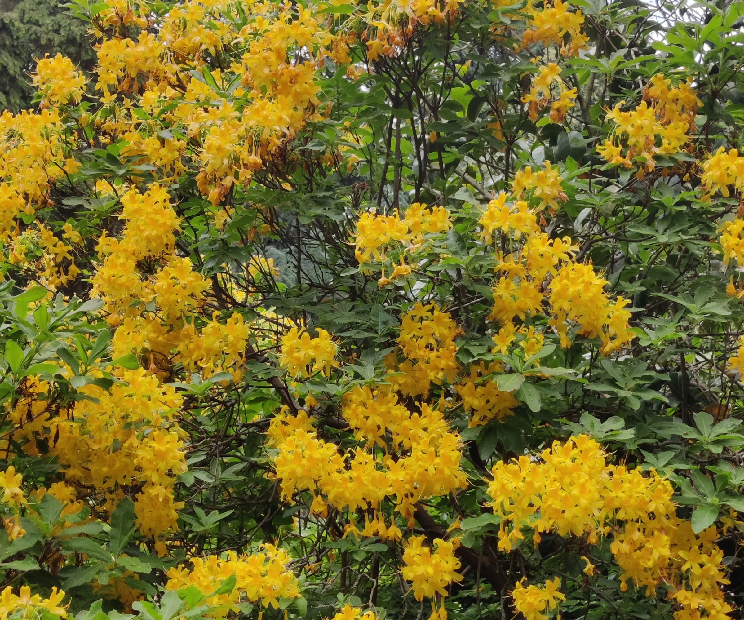 Gul azalea i blomst i en skogkledd hage' loading='lazy' title=