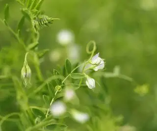 Il fiore di una pianta di leguminose da vicino