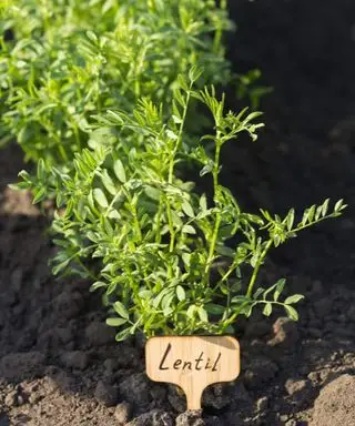 Giovani piante di lenticchie che crescono in un orto