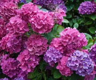 ピンクのアジサイの花
