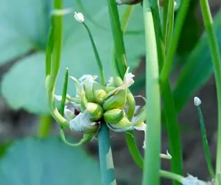 Um close da pequena cabeça do bulbo de uma planta de cebola ambulante egípcia