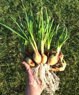 Uma colheita de cebolas de batata