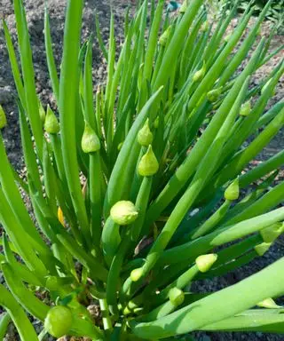 Uma foto de perto de uma planta de cebola galesa em uma horta