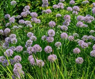Uma série de cebolas da pradaria em flor com uma exibição de flores roxas