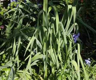 Plantas de alho-poró Babington crescendo em um jardim na Inglaterra