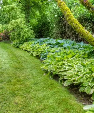 호스타(hostas)가 있는 그늘진 잔디밭