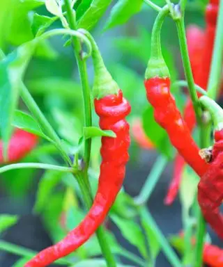 poivre de Cayenne
