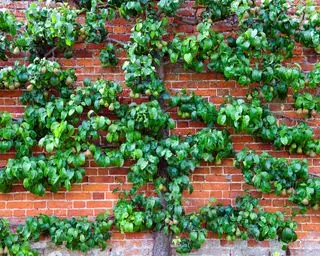 Trær til espalier pærer