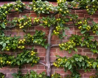 epletrær til espalier