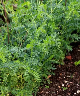Kichererbsen gedeihen in gut vorbereitetem Boden im Sommerküchengarten