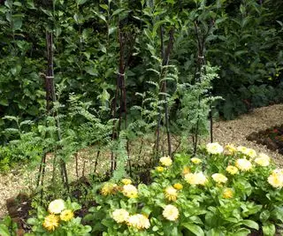 Mit Pfählen gestützte Kichererbsen, die neben Ringelblumen wachsen