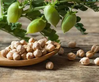 Frisch geerntete Kichererbsen mit Hülsen und Samen