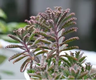 Mãe de milhões Kalanchoe