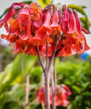 planta mãe de milhões