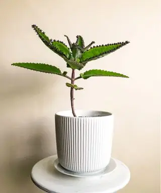 Mãe de milhões Kalanchoe