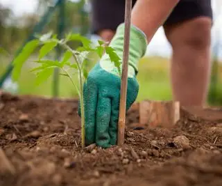 Uma planta de tomate sendo plantada no solo