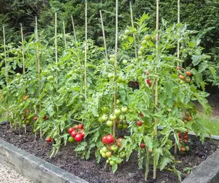 Plantas de tomate crescendo altas apoiadas em estacas de tomate