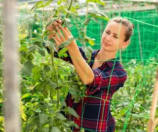 Um agricultor amarrando plantas de tomate a uma treliça de tomate