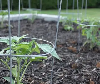 Plantas de tomate jovens crescendo em gaiolas de tomate