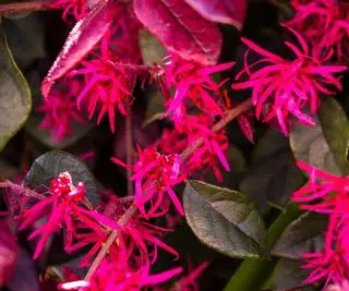 flores rosa e folhagem escura de loropetalum