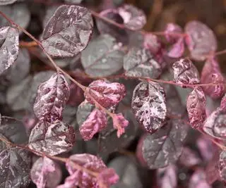 Jazz Hands Variegado loropetalum