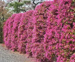 sebe plantada com arbustos de loropetalum com flor rosa