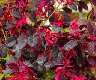 arbusto florido de loropetalum