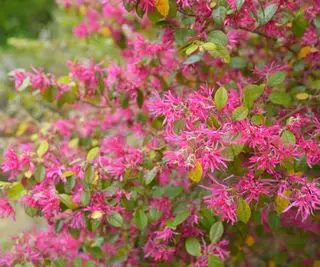 flores cor de rosa de um arbusto perene de loropetalum