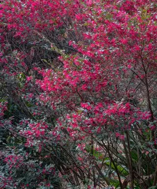 arbusto florido loropetalum em flor