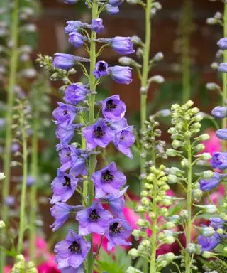 detalhe de flores roxas delphinium