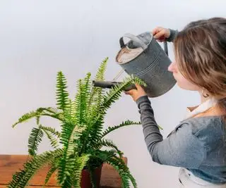 השקיית שרך מקורה