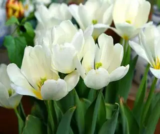 Tulipan Fosteriana Purissma