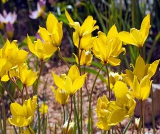 Dziki tulipan Tulipan sylvestris