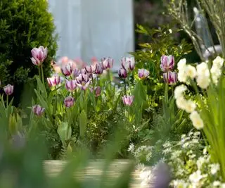 Tulipan Triumph Zurel fioletowy