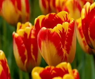 Tulipan Darwina