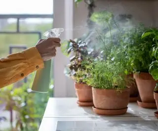 霧吹きの鉢植えハーブ