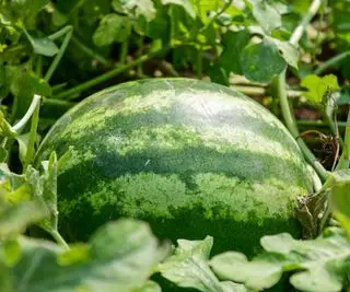 vandmelon voksende