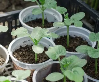vandmelon frøplanter