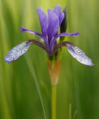 Un'inquadratura ravvicinata di un'iride giapponese viola