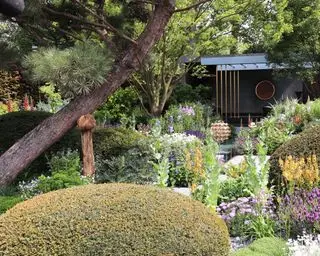 Un esempio di idee per il giardino giapponese che mostra una gamma di piante, alberi e fiori e un tronco di pino traballante