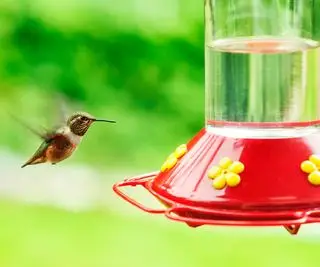 colibri et mangeoire