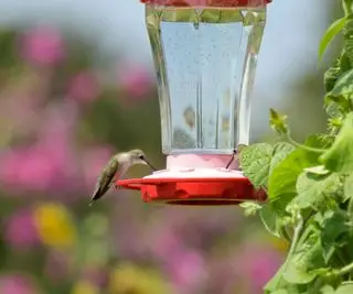 colibri sur la mangeoire