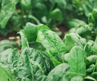 ほうれん草の植物のコレクション