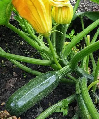 ズッキーニの植物で育つズッキーニ