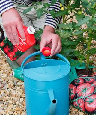 トマトの植物に肥料を与えるためにトマト肥料を混ぜる庭師