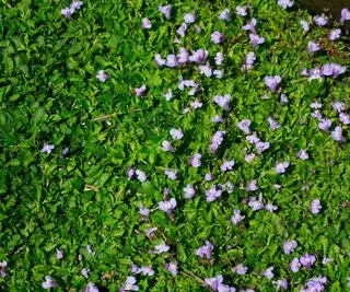 løv og små lilla blomster af mazus reptans bunddækkeplante