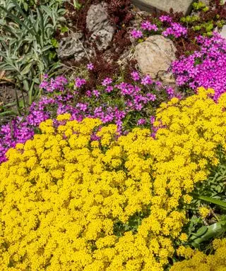 Aurina saxatilis bunddækkeplante i en klippehave