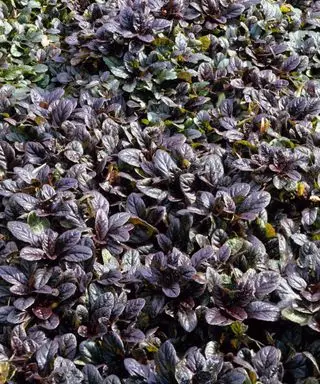 mørkt løv af ajuga reptans bunddækkeplante