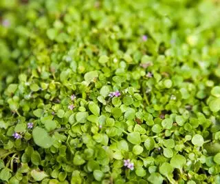 Korsikansk mynte bunddækkeplante